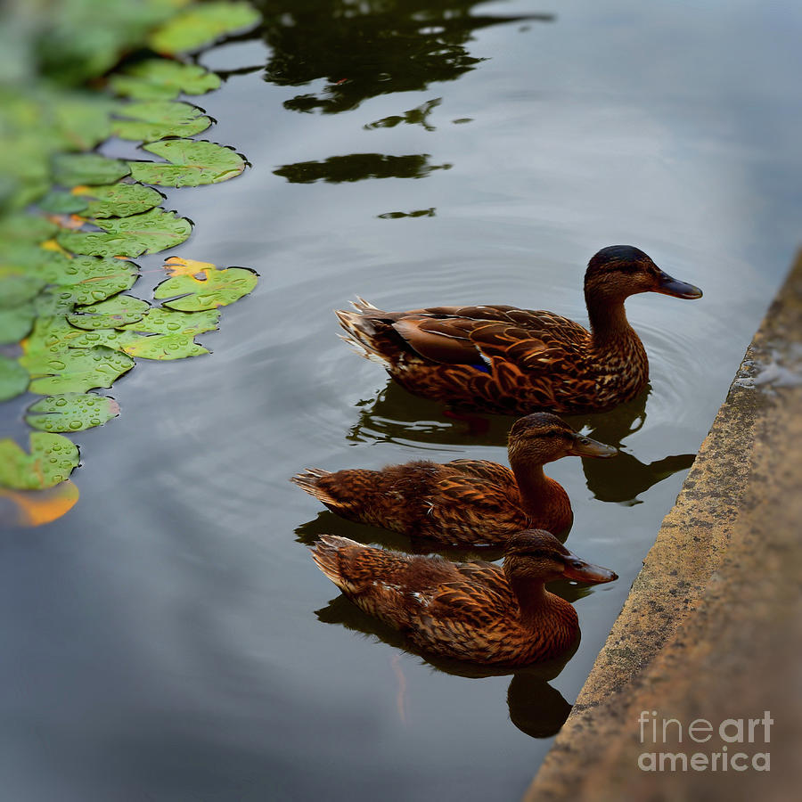 Mallard Ducks Photograph by Yvonne Johnstone