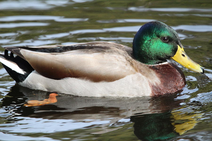 Mallard Photograph by Eva Underberg - Fine Art America