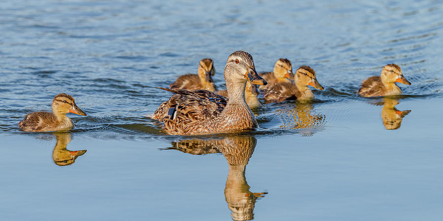Mallard Family Swimming #2 Photograph by Morris Finkelstein
