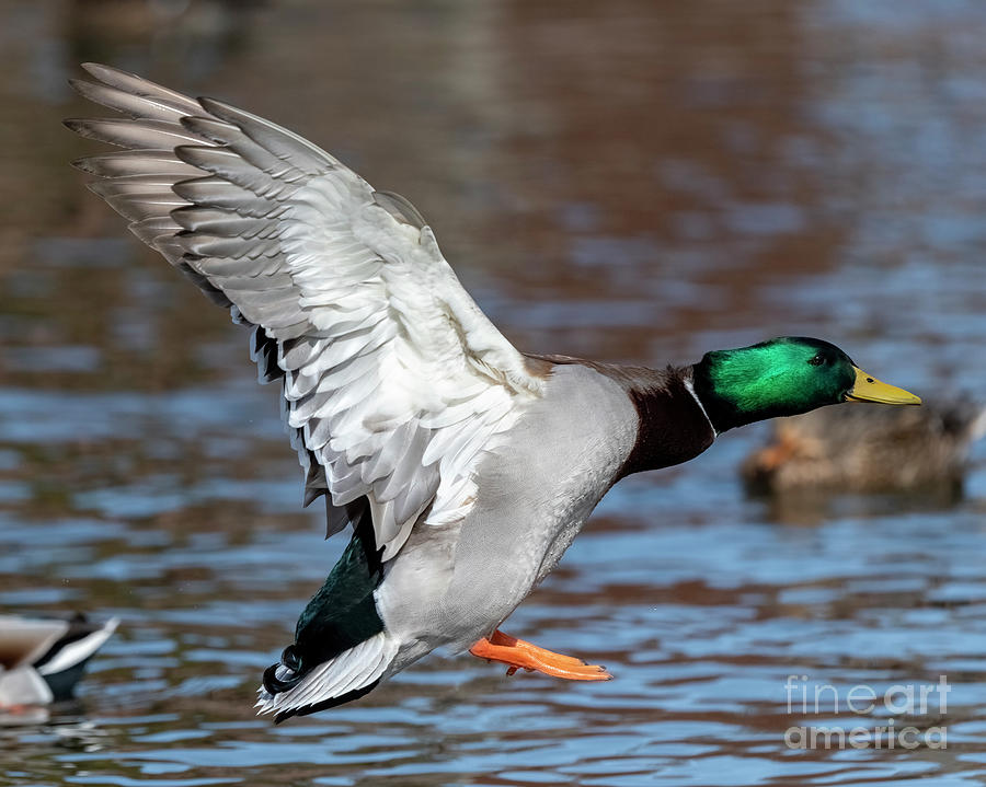 Duck Photograph - Mallard Final Approach by Michael Dawson