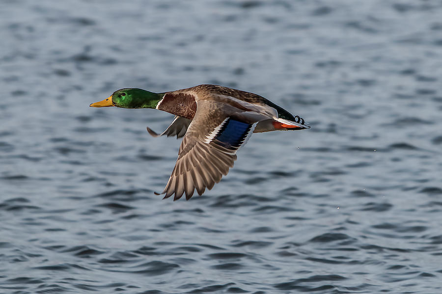 Duck Photograph - Mallard Flight by Patti Deters