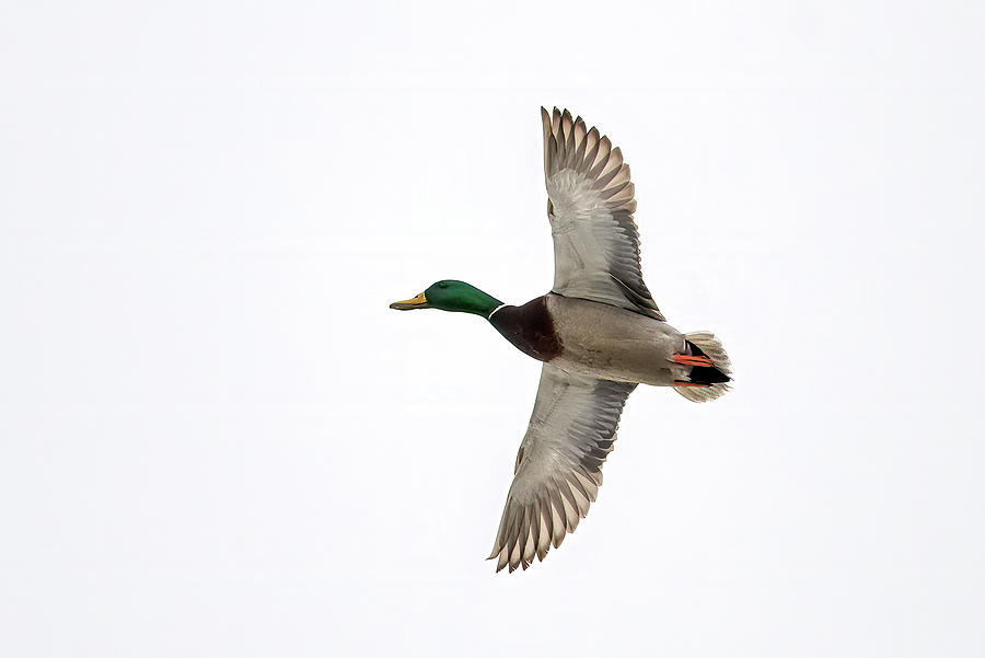 Mallard Flying By Photograph by Paul Freidlund