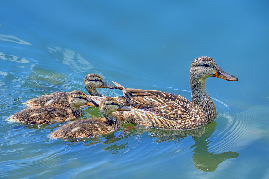 Mallard - Hen and Ducklings Photograph by Nikolyn McDonald
