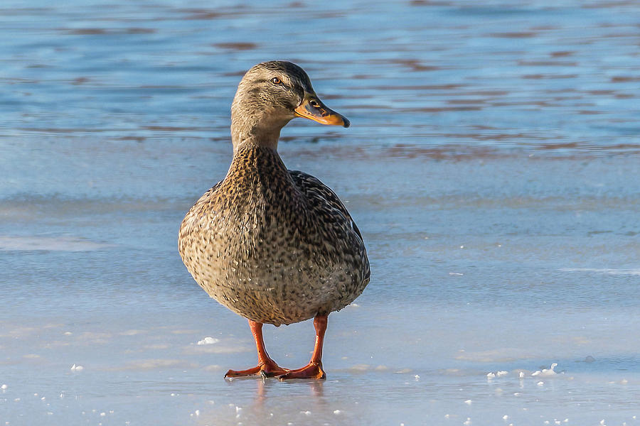 Duck Photograph - Mallard Hen At Icy Beach by Yeates Photography