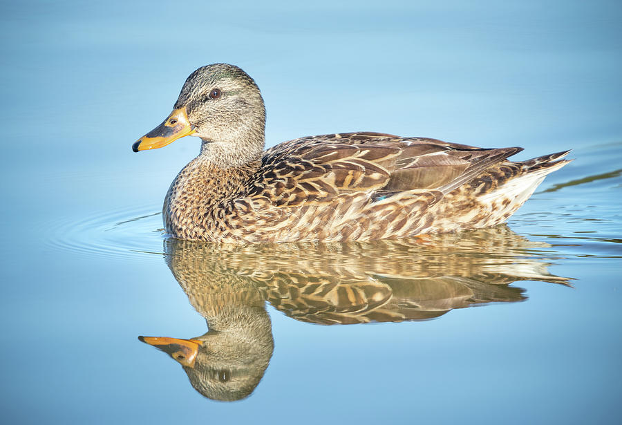 Mallard Hen Duck Reflection Photograph by Jordan Hill