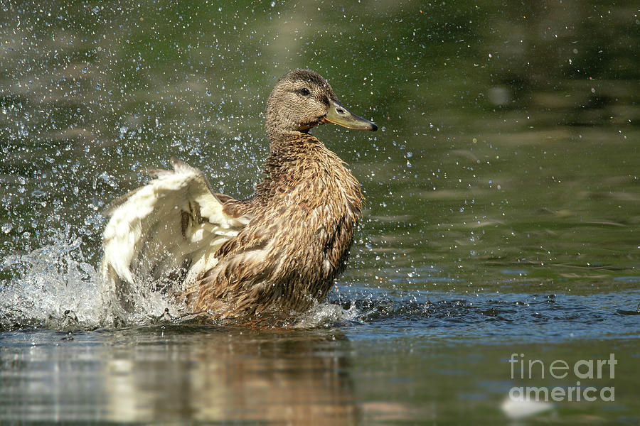 Mallard Photograph - Mallard Hen Duck Splashing in Water by Nikki Vig