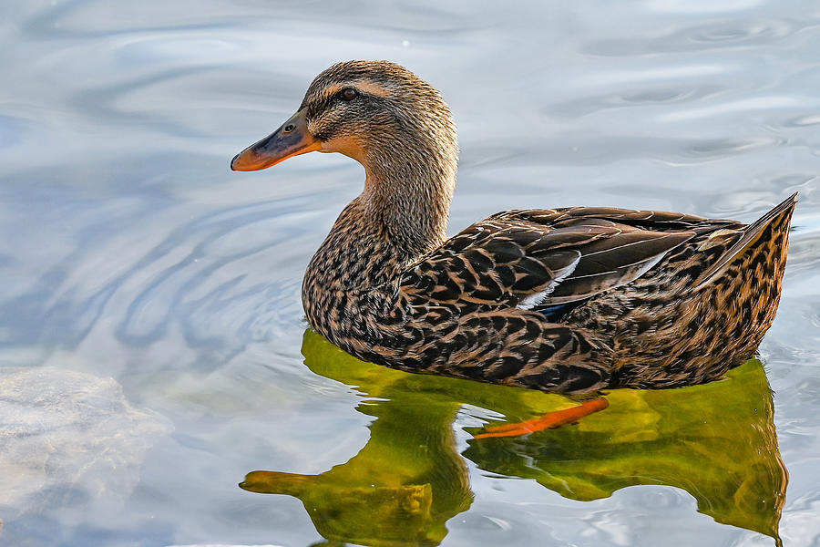 Mallard Hen II Photograph by J Austin - Fine Art America