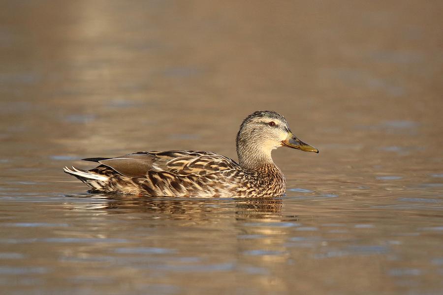 Mallard Hen Swimming on Gold Water Photograph by Sue Feldberg | Pixels