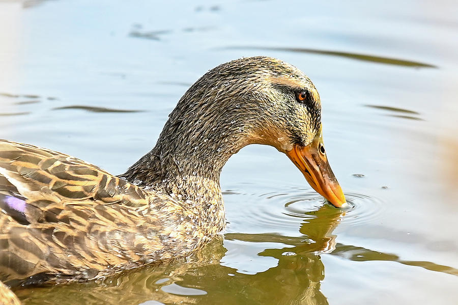 Mallard Hen VII Photograph by J Austin - Fine Art America