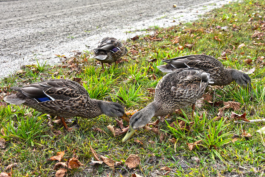Mallard Hens at Lunch Photograph by Catherine Sherman