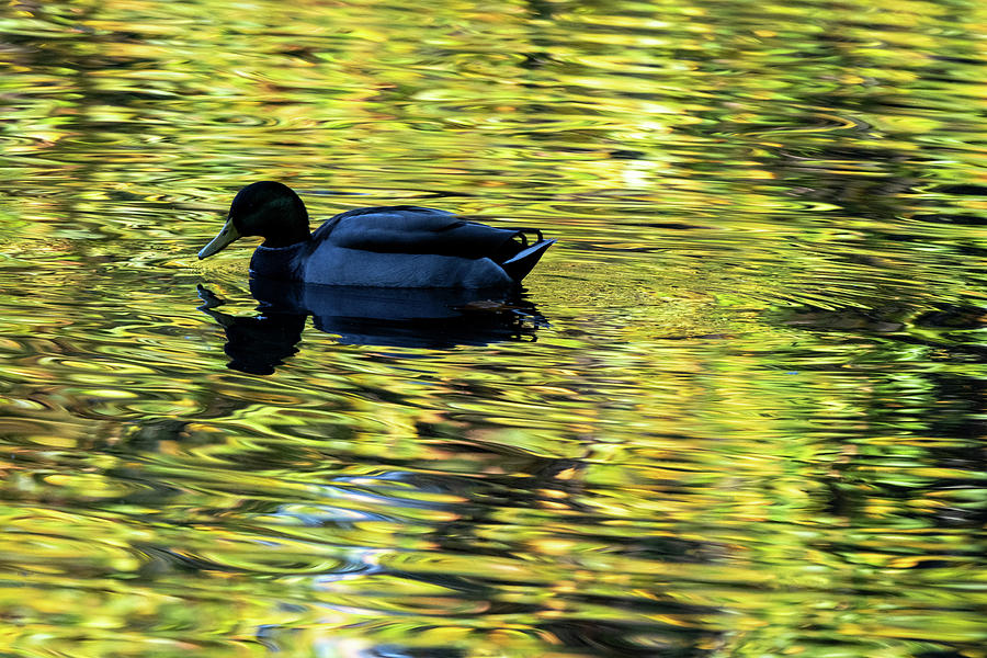 Mallard in Autumn 2 Photograph by Kevin Suttlehan Mallard in Autumn 2 Photograph by Kevin Suttlehan
