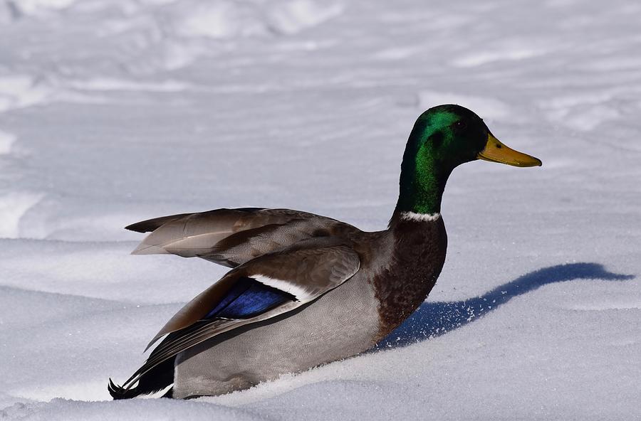 Duck Photograph - Mallard in Snow by Dana Hardy