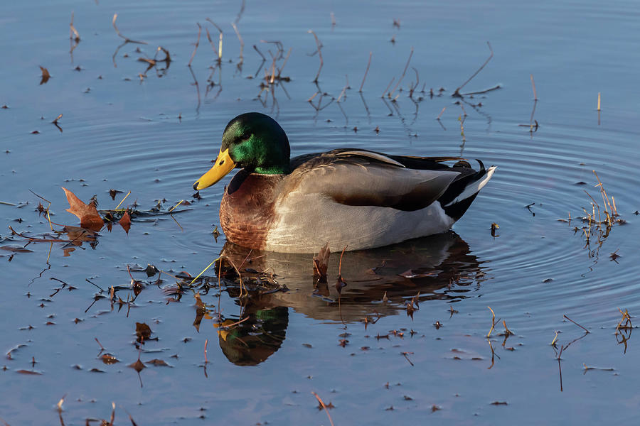 Mallard in the Pond Photograph by Dorothy Cunningham
