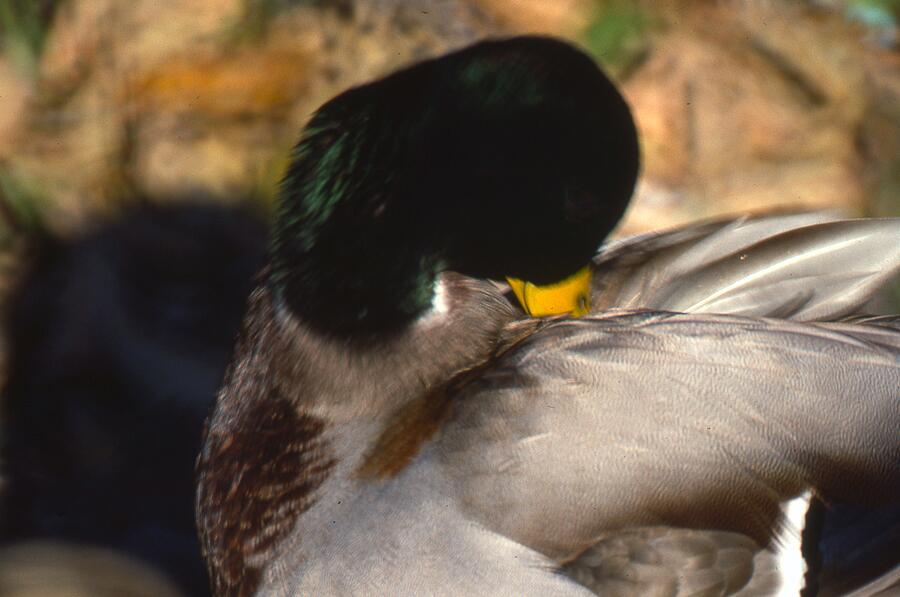 Mallard Male Duck Sleeping Photograph by Lawrence Christopher
