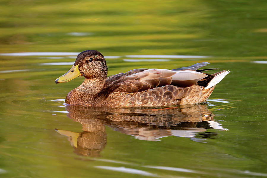 Mallard Male in Eclipse Plumage Photograph by Joseph Siebert