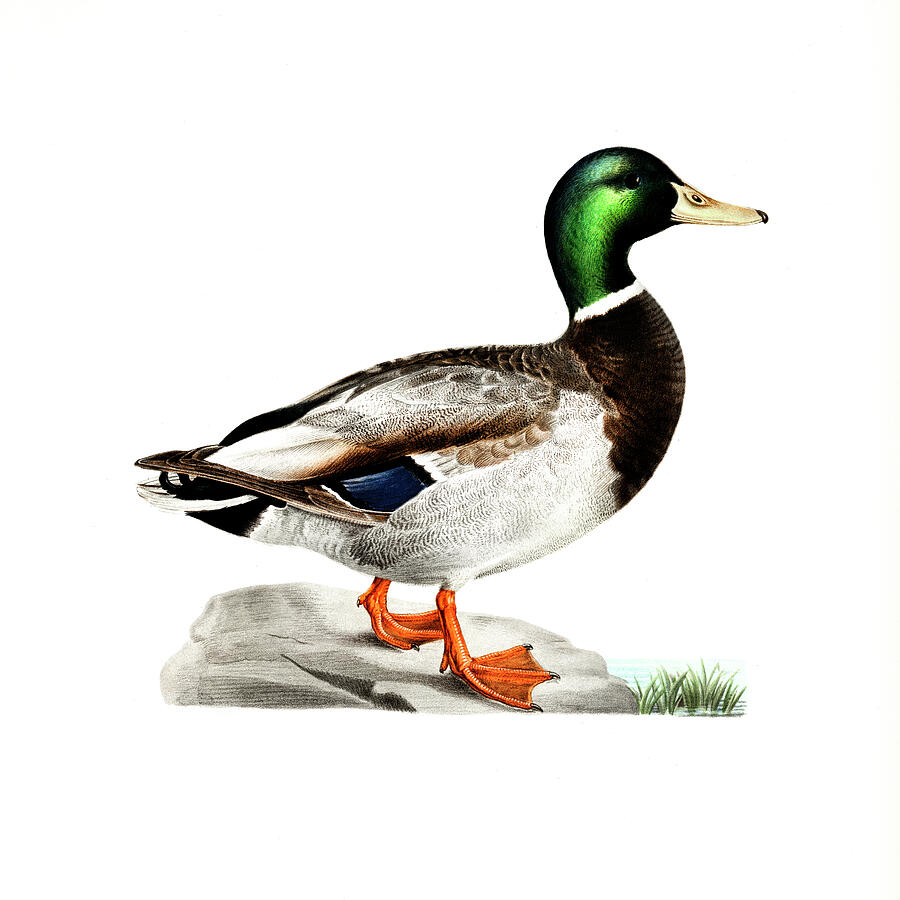 Duck Drawing - Mallard male by Von Wright brothers