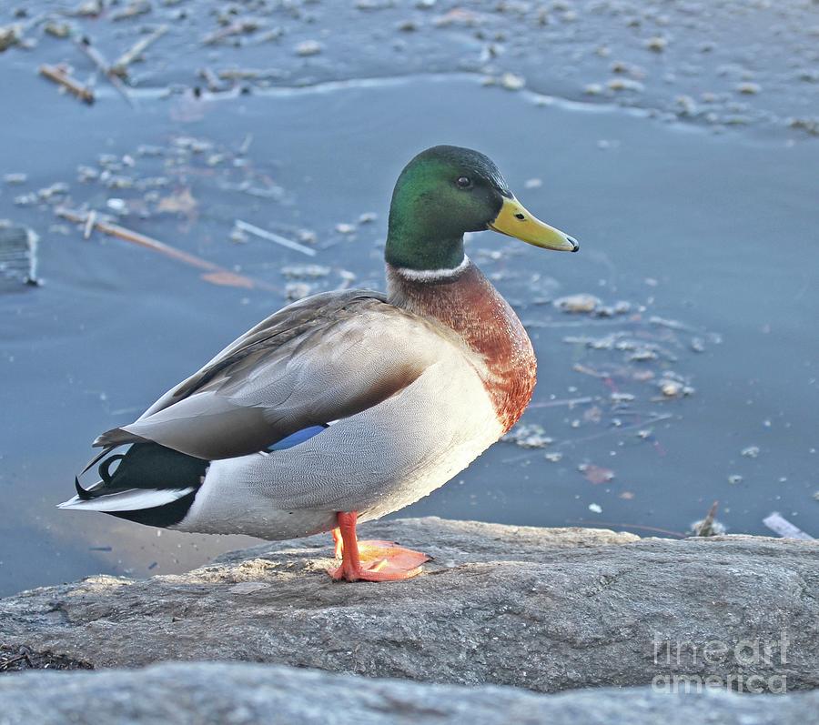 Mallard Meditating Photograph by Patricia Youngquist