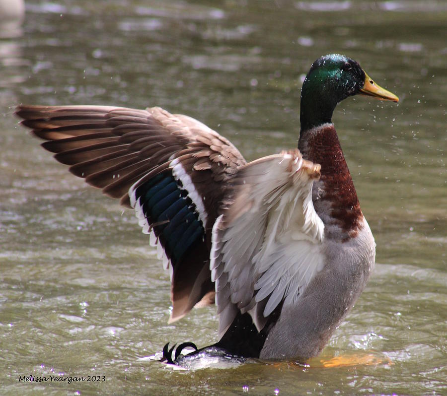 Mallard Photograph By Melissa Yeargan - Fine Art America