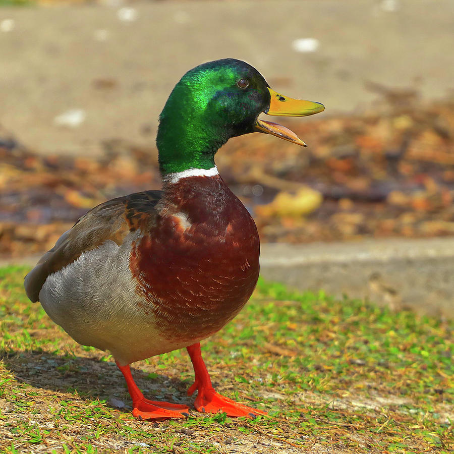 Mallard Photograph by Mike Cintron - Fine Art America