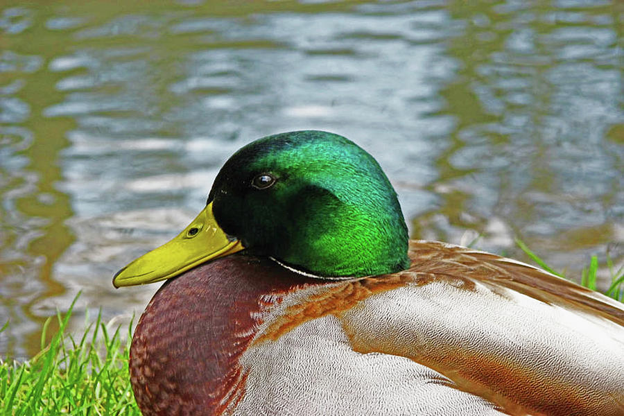 Mallard Model Shot Photograph by Christopher Hignite - Fine Art America