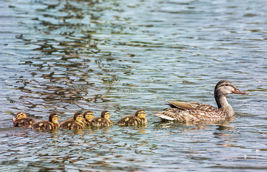 Mallard Mom and Ducklings Photograph by Patti Deters