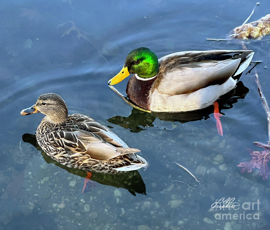 Mallard Pair 2 Photograph by CAC Graphics - Fine Art America