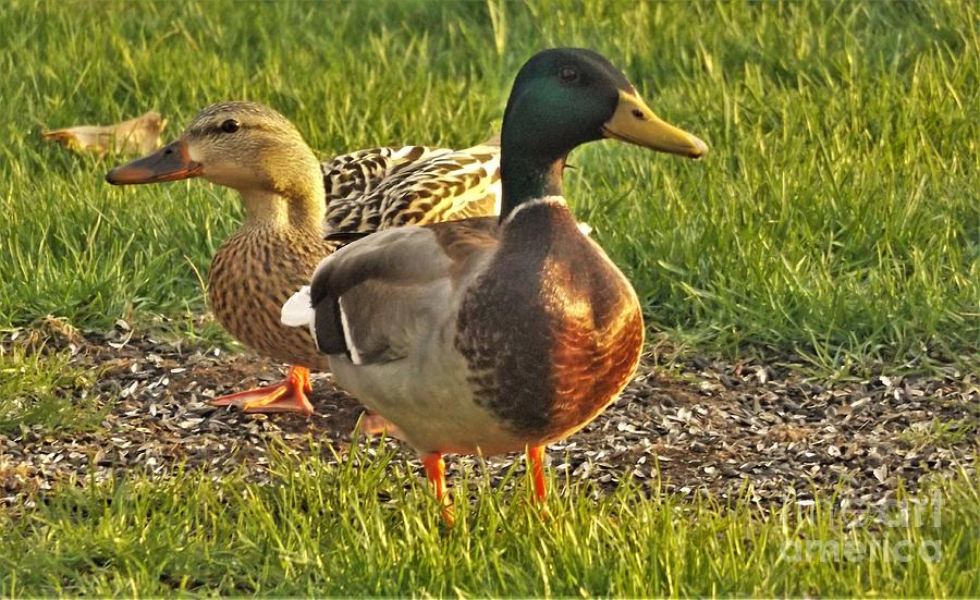 Mallard Pair Under The Birdfeeder April Indiana Photograph by Rory ...