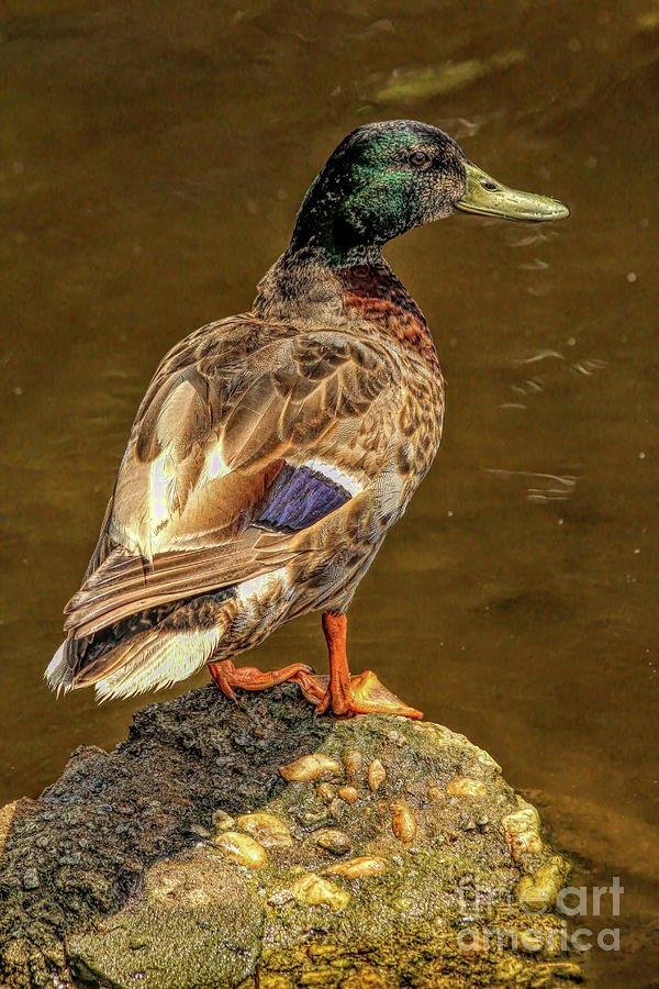 Mallard Perched on Rock Photograph by Michelle Tinger