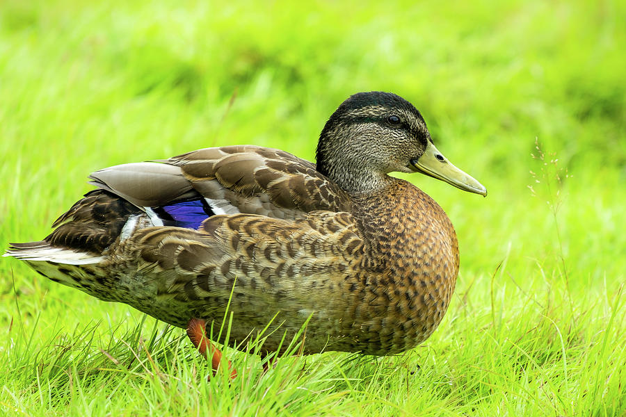 Mallard Portrait Ii Photograph By Nicola Lolli