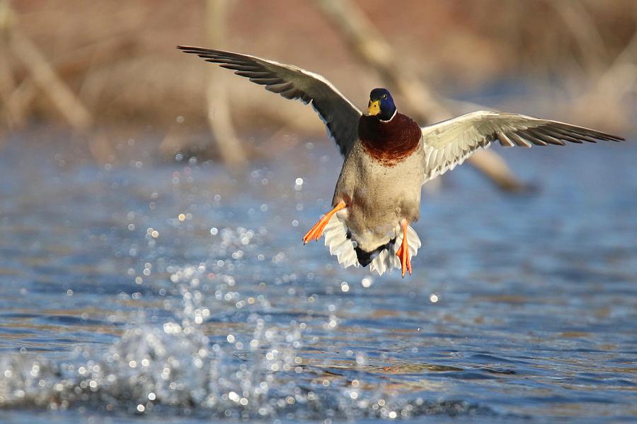 Mallard Splash Down Photograph by Sue Feldberg - Fine Art America