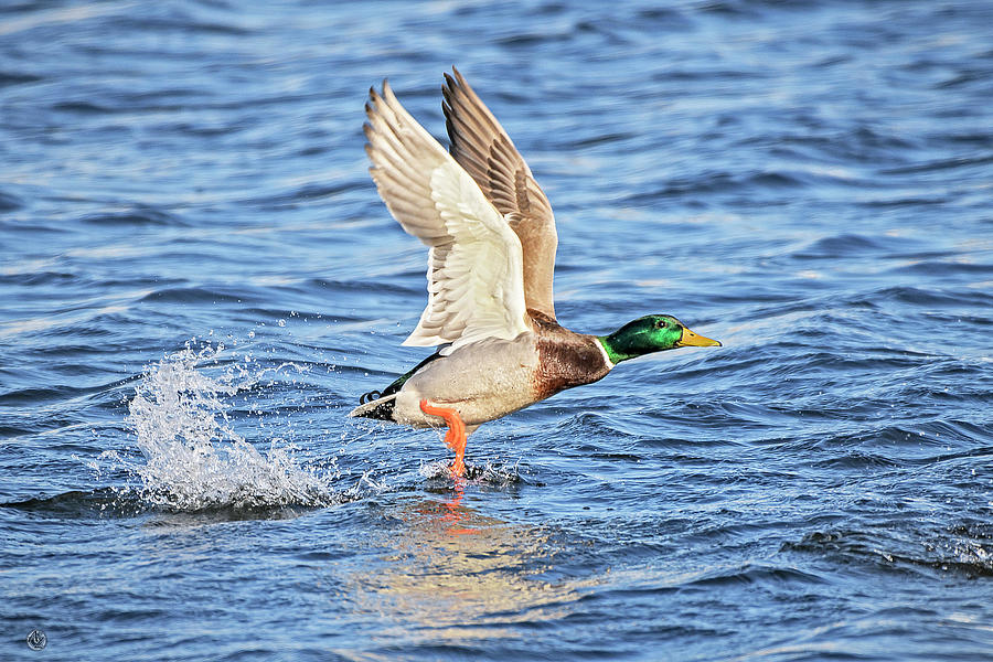 Duck Photograph - Mallard Take Off by Andrew Zydell