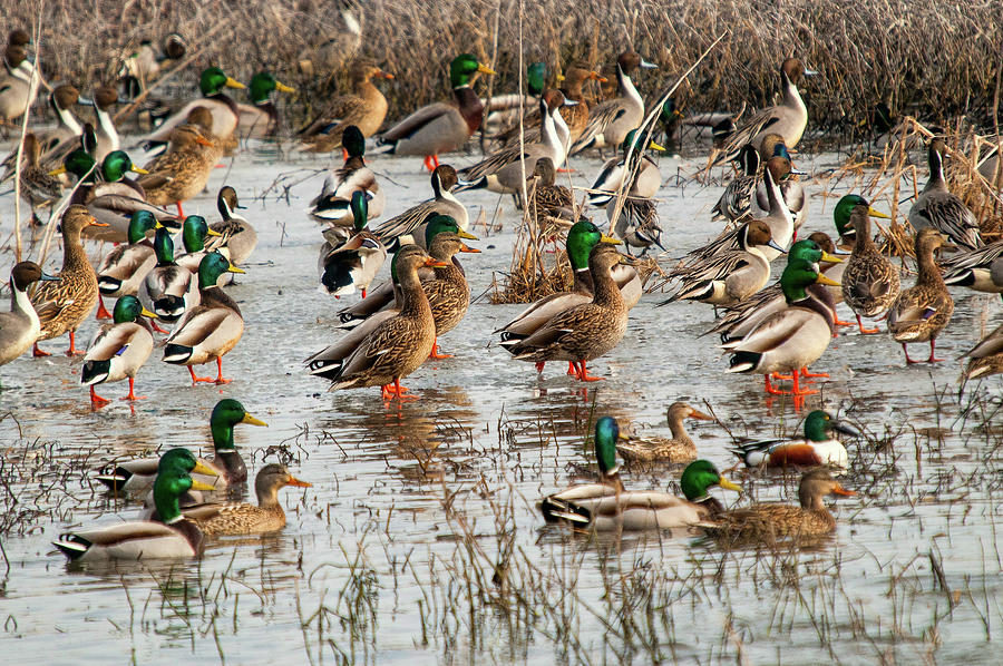 Mallards and Pintails Photograph by Steve Stuller