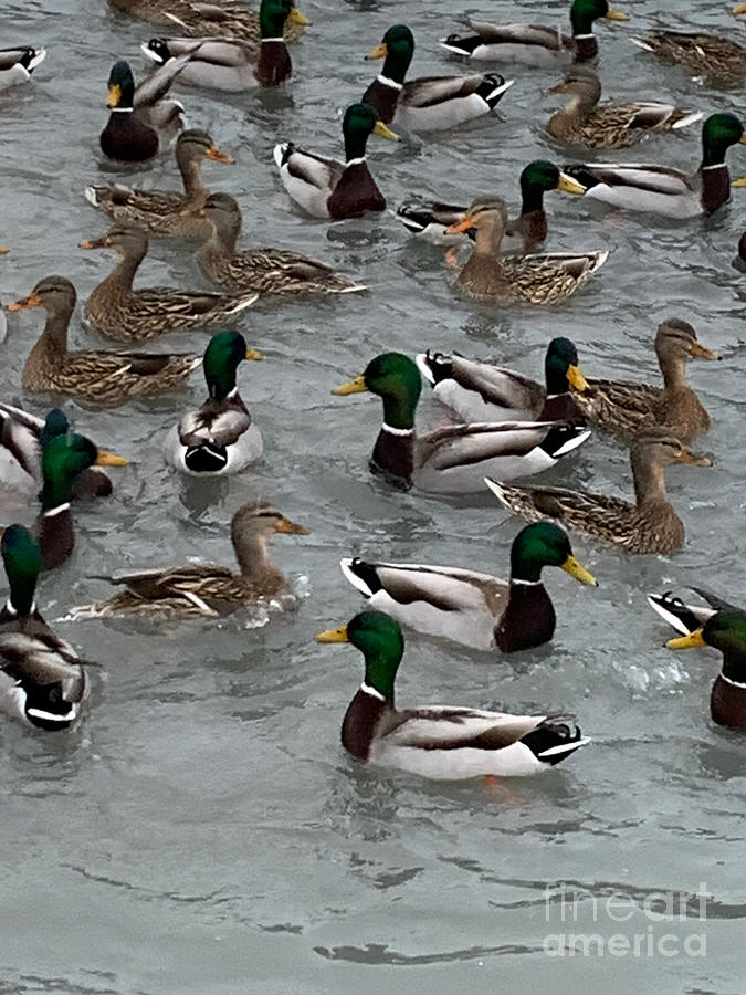 Mallards in a Pond Photograph by Judy Dimentberg