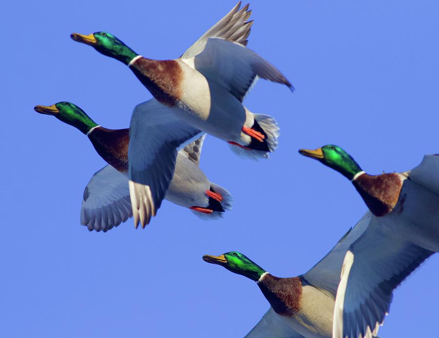 Mallards in flight 2 Photograph by Tom Zugschwert - Fine Art America