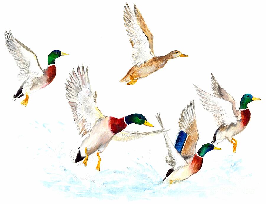 Mallards in Flight Painting by Isabelle Brent - Fine Art America