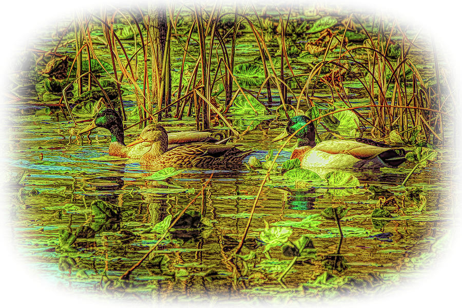 Mallards in the Lily Pads Digital Art by Dennis Lundell