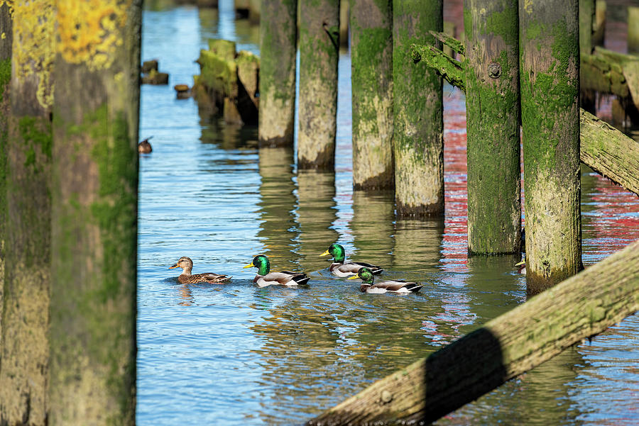 Mallards in the Pilings Photograph by Robert Potts