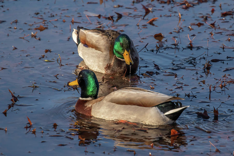 Mallards in the Pond Photograph by Dorothy Cunningham