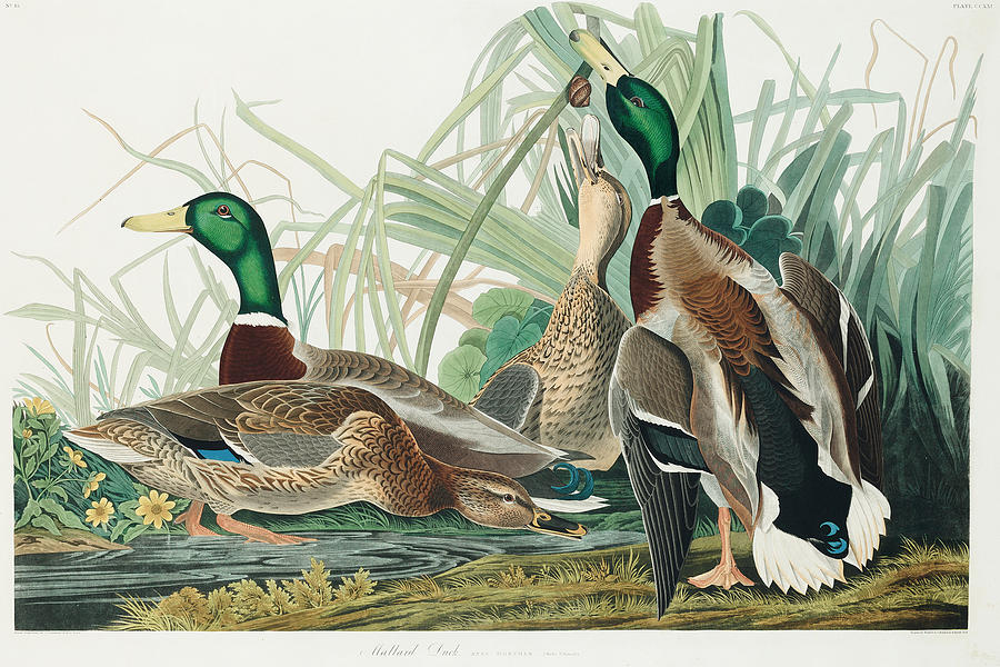 Mallards. John James Audubon. Painting by John James Audubon
