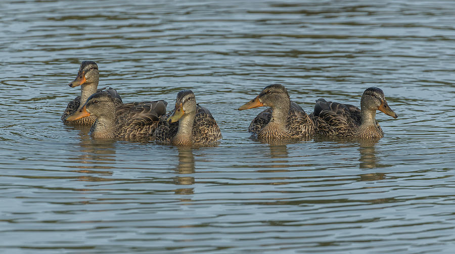 Mallard Photograph - Mallards by Ken Weber Mallard Photograph - Mallards by Ken Weber