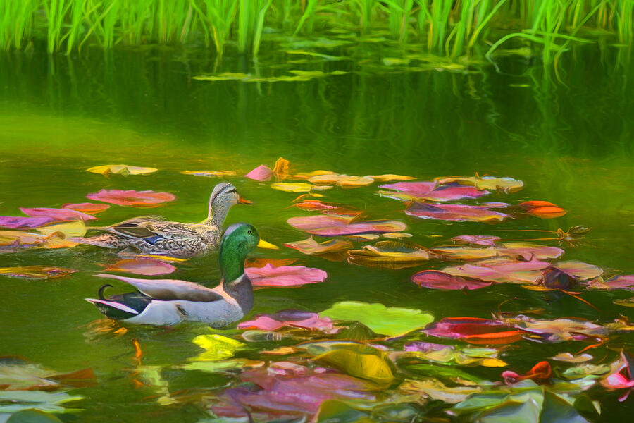 Mallards - Lily Pond Photograph by Nikolyn McDonald