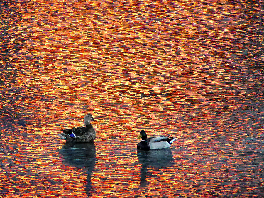 Mallards on Danvers River at Sunset Photograph by Scott Hufford