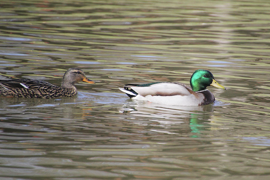 Mallards On Golden Pond Photograph by Linda Goodman - Fine Art America