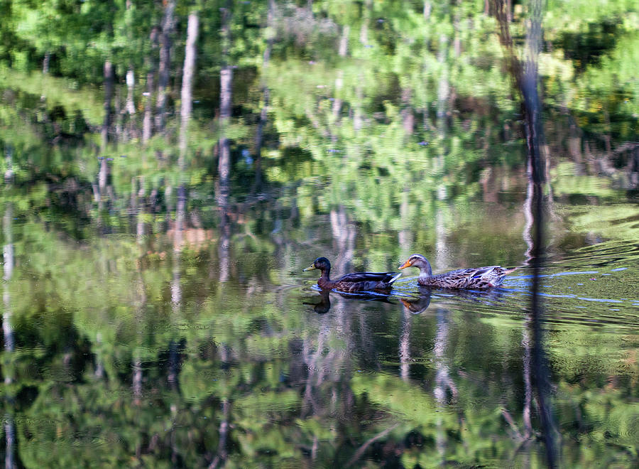 Mallards on the Peaceful Green Pond Photograph by Kathy Clark