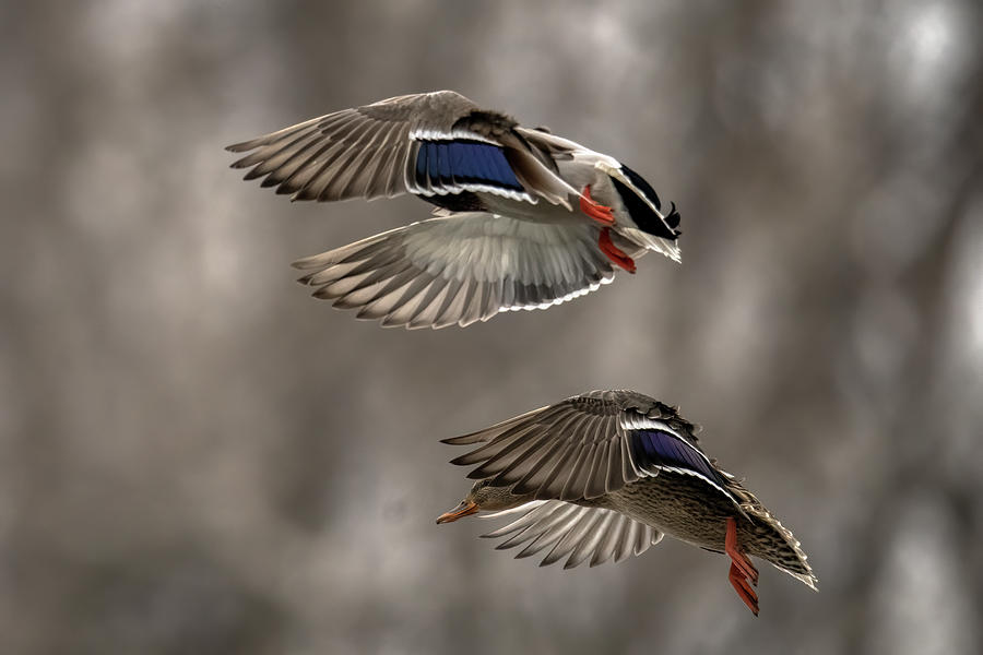 Mallards showing Off Wings Photograph by Paul Freidlund