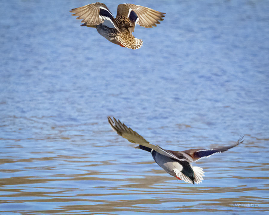 Mallards Take Flight Photograph by Al Griffin