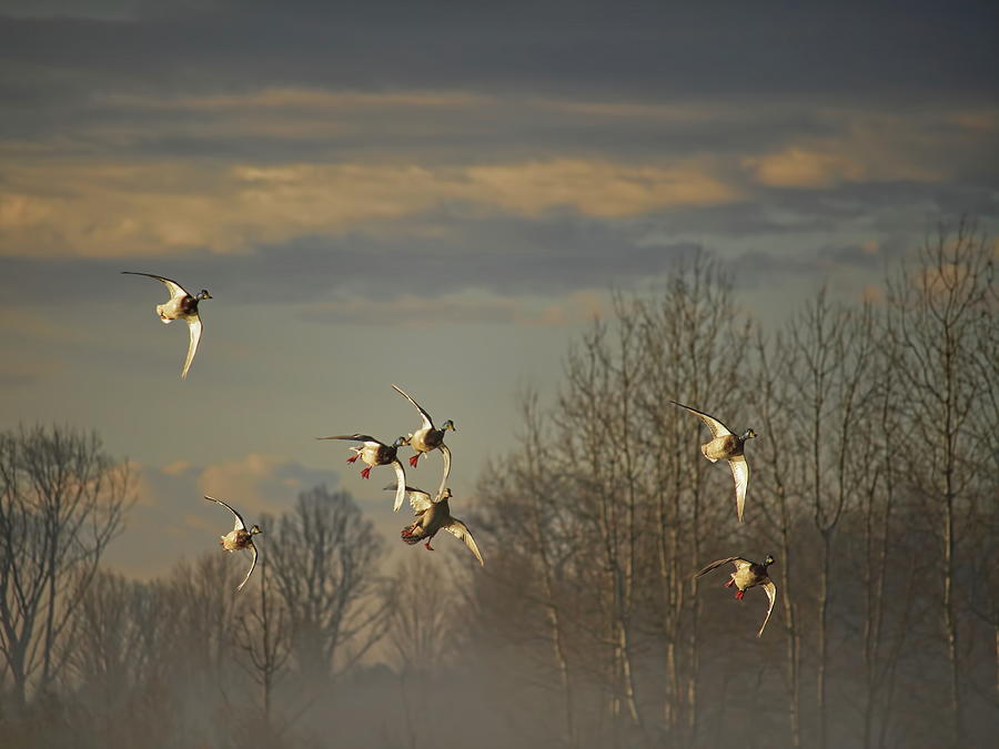Mallards With Wings Set Photograph by Dale Kauzlaric