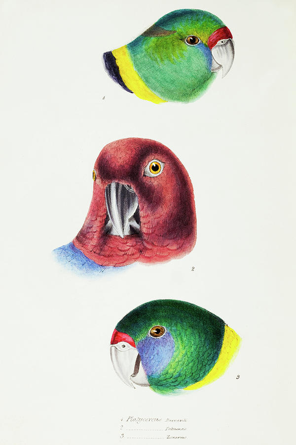 John Gould Drawing - Mallee Ringneck, Maroon Shining Parrot and Australian ringneck by John Gould