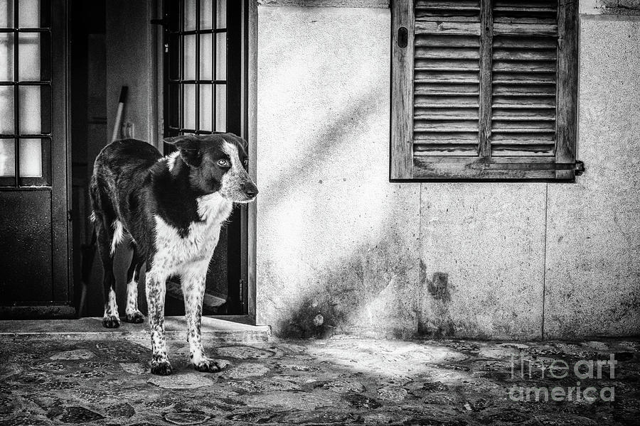 Mallorca Spotted Dog Photograph by Becqi Sherman