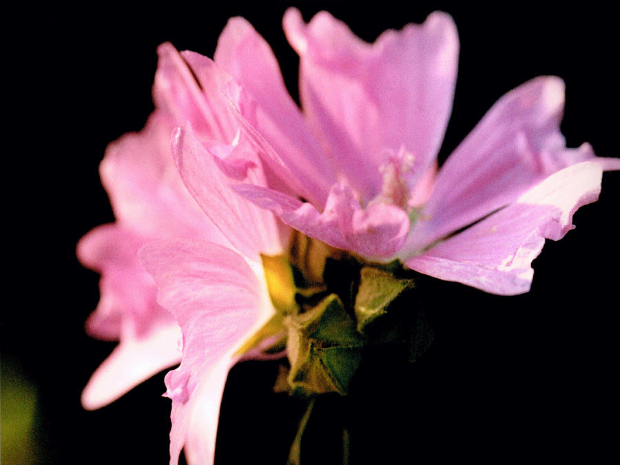 Mallow Bouquet Soft Blur 98 Photograph by Mike McBrayer